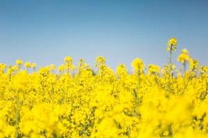 blooming-canola-rapeseed-field-picjumbo-com  