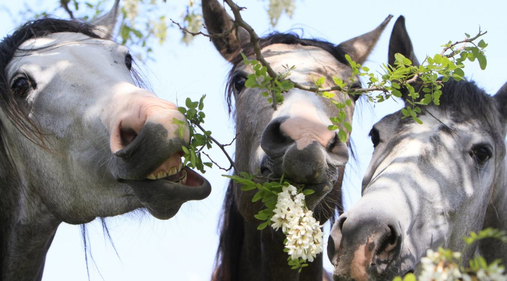 Horses eat flowers from a tree near the town of Babolna,100 km (62 miles) west Budapest May 18, 2011. REUTERS/Bernadett Szabo  (HUNGARY - Tags: ANIMALS SOCIETY)